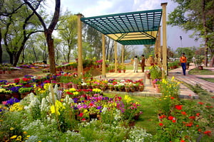 Rose and Jasmine's garden